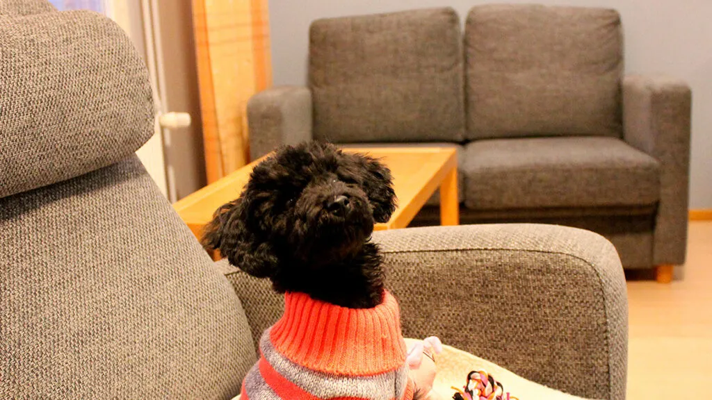 Pet-friendly & Accessible Rooms